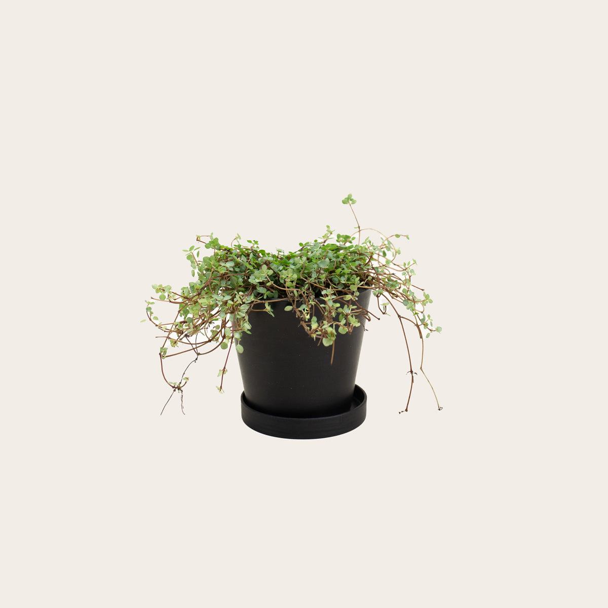 Load image into Gallery viewer, Pilea Silver Sparkle - Small (midnight)