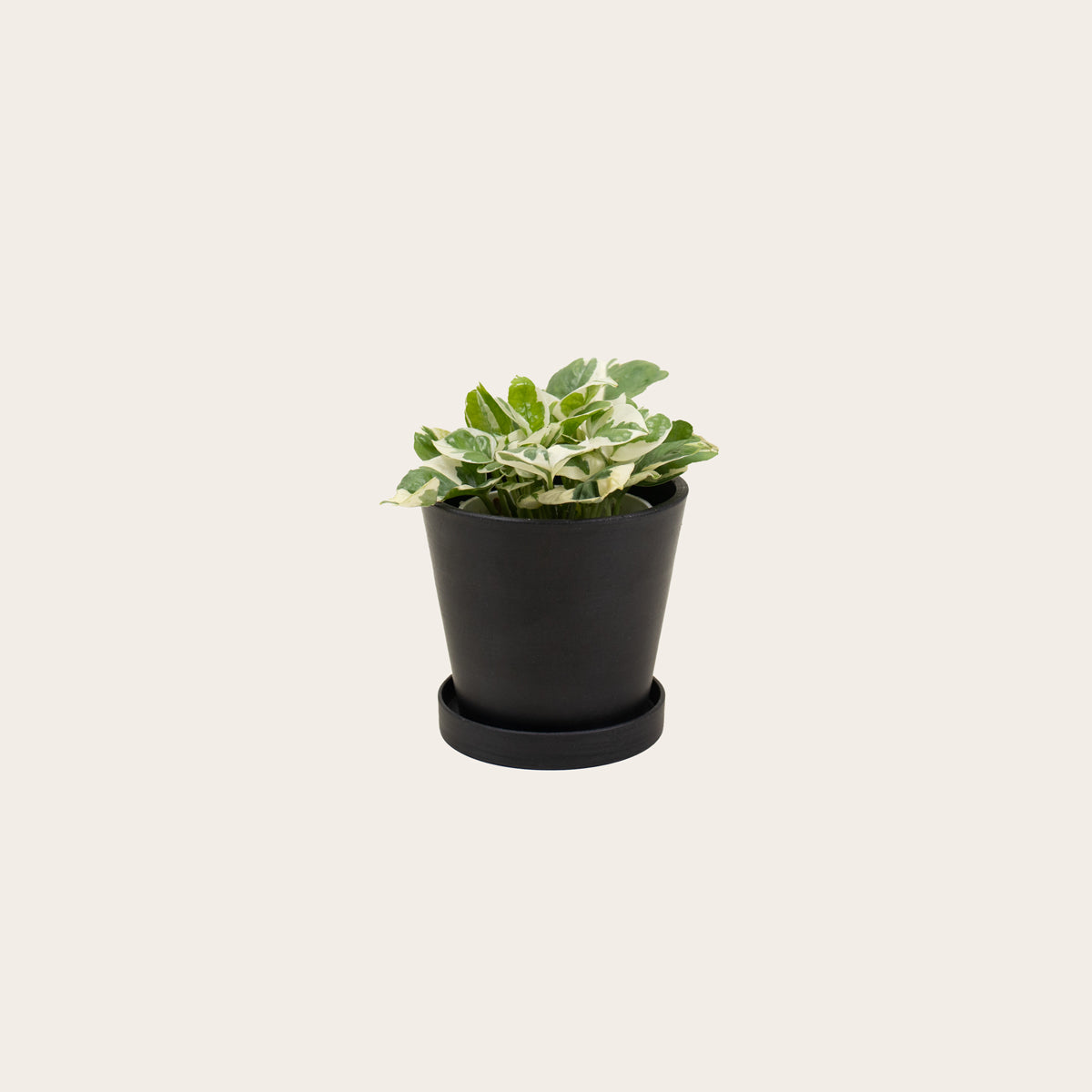 Load image into Gallery viewer, Pothos Njoy - Small (midnight)