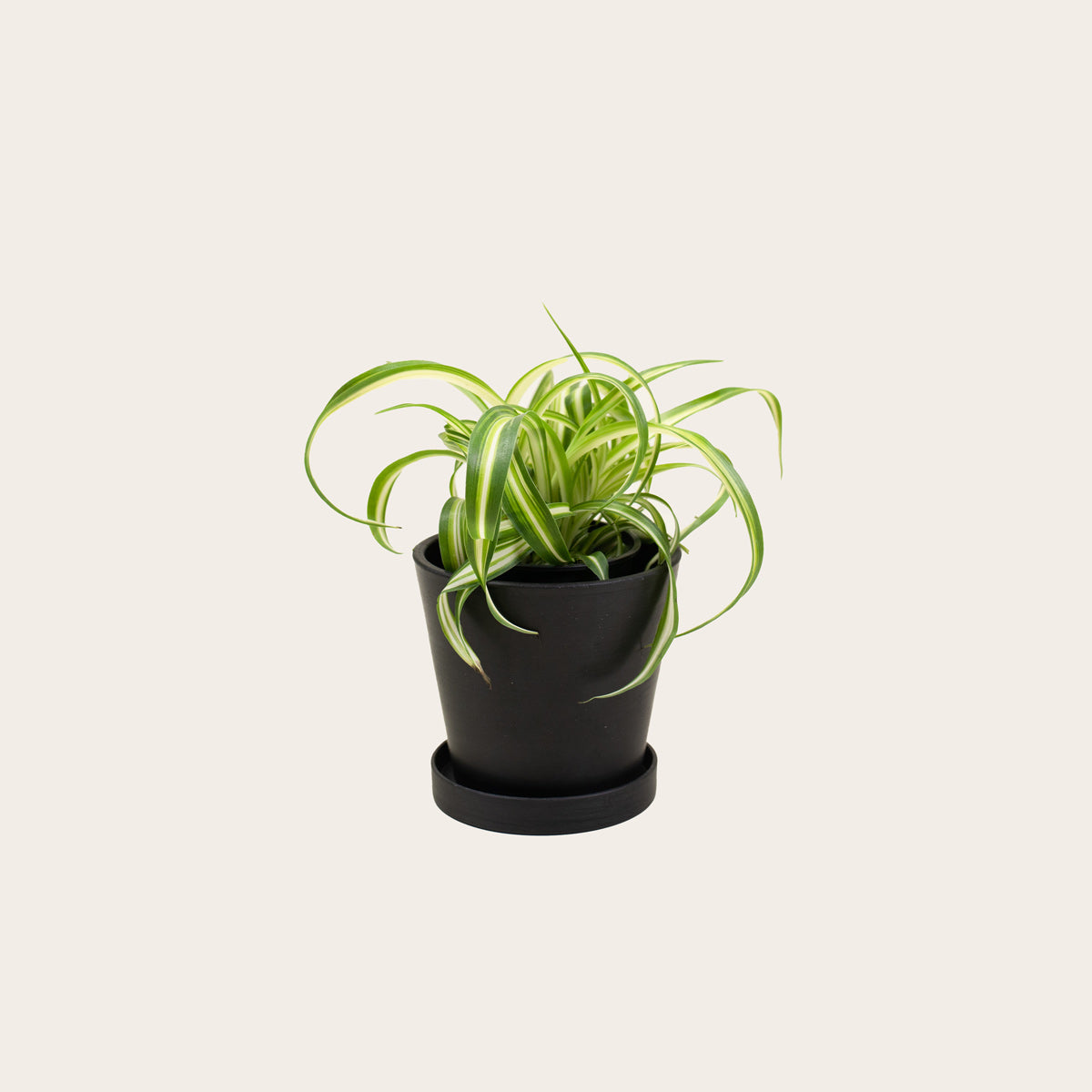Load image into Gallery viewer, Spider Plant 'Bonnie' - Small (midnight)