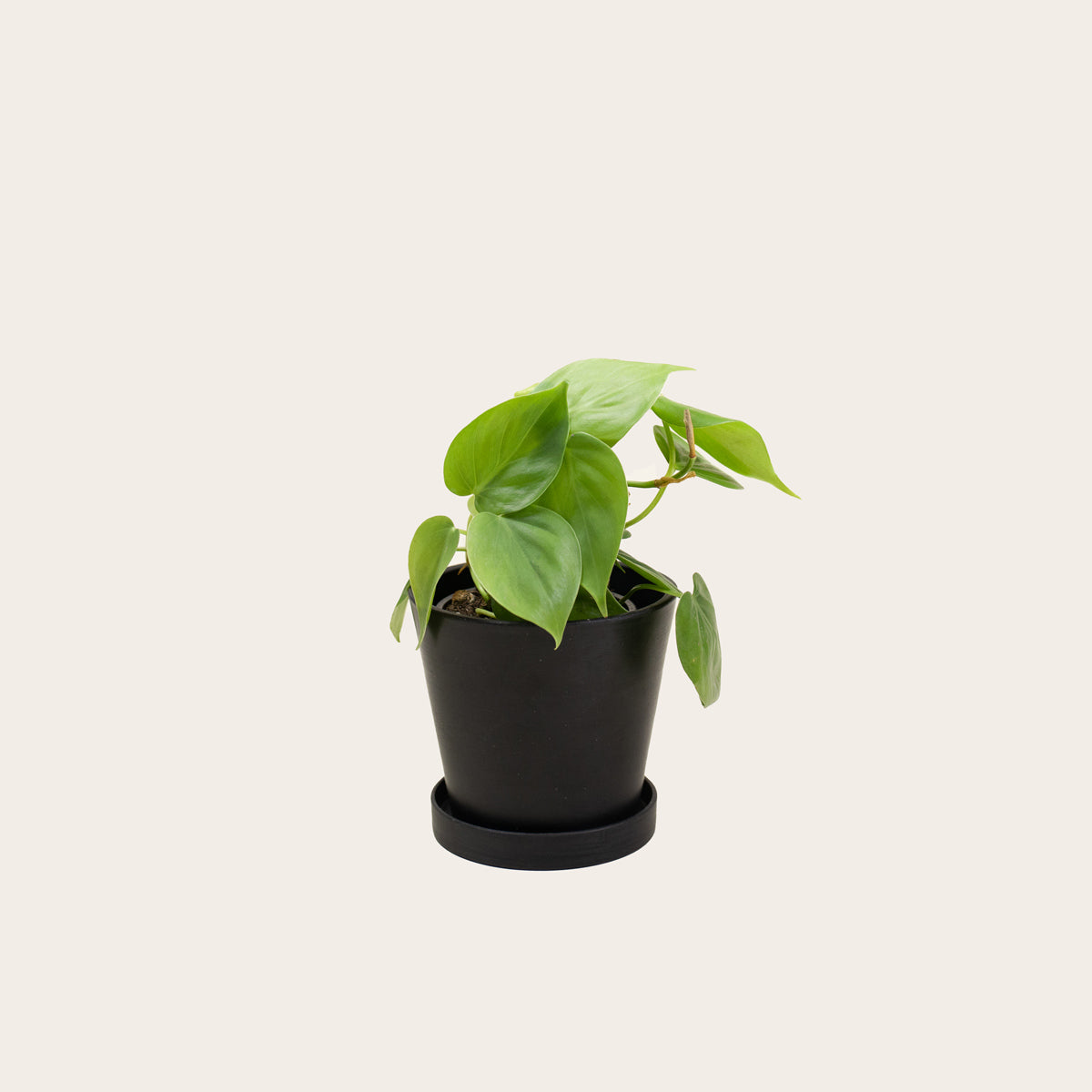 Load image into Gallery viewer, Heart Leaf Philodendron - Small (midnight)