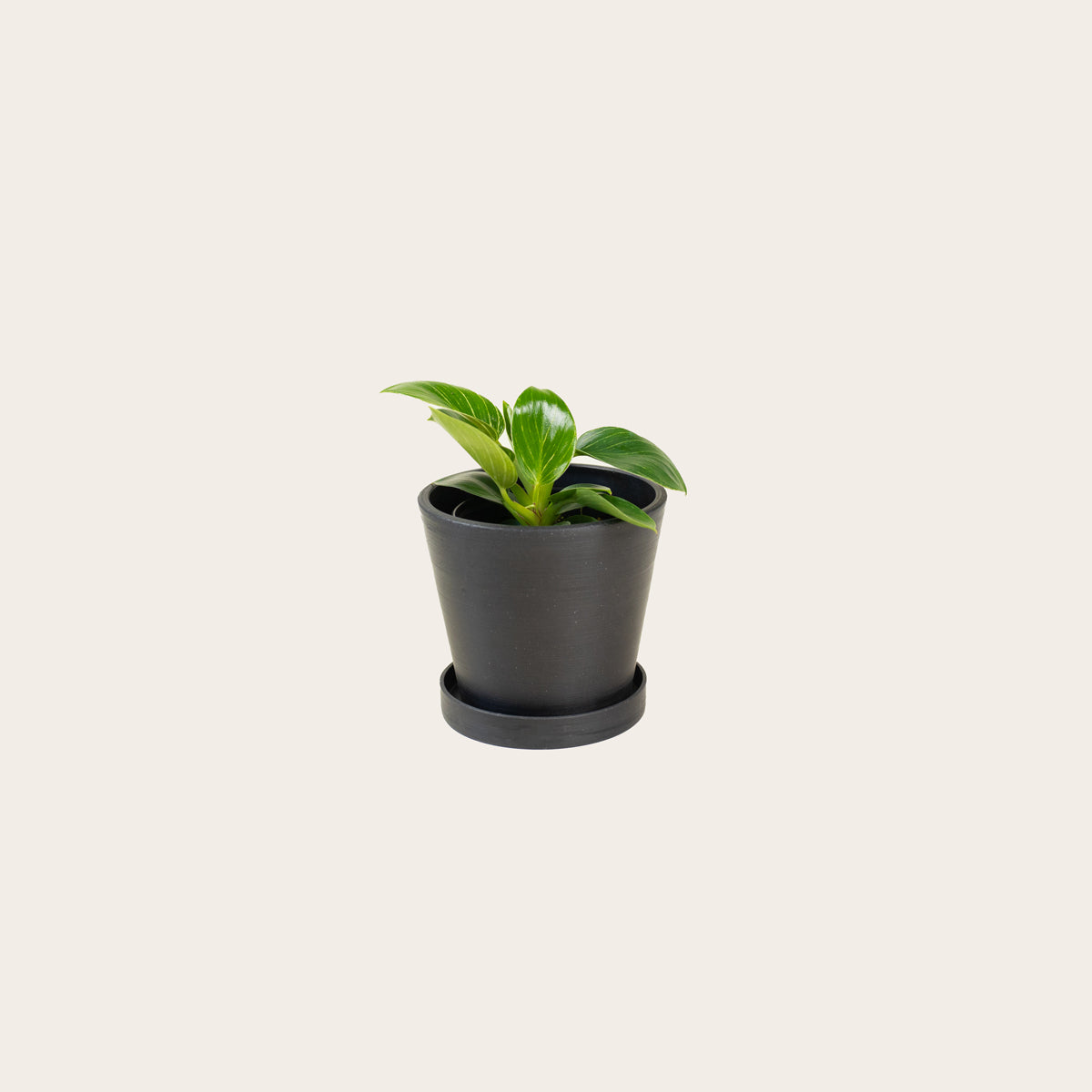 Load image into Gallery viewer, Philodendron Birkin - Small (midnight)