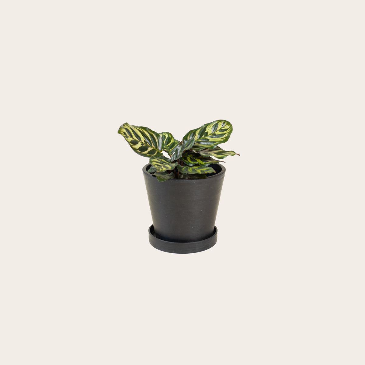 Load image into Gallery viewer, Calathea Makoyana - Small (midnight)