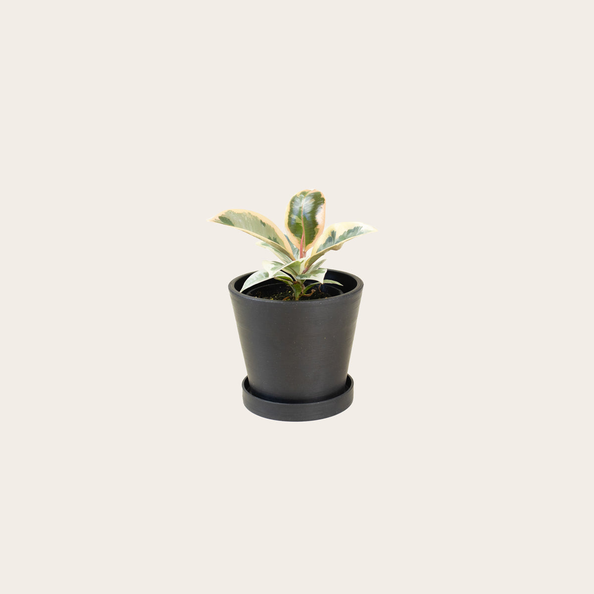 Load image into Gallery viewer, Rubber Plant Tineke - Small (midnight)