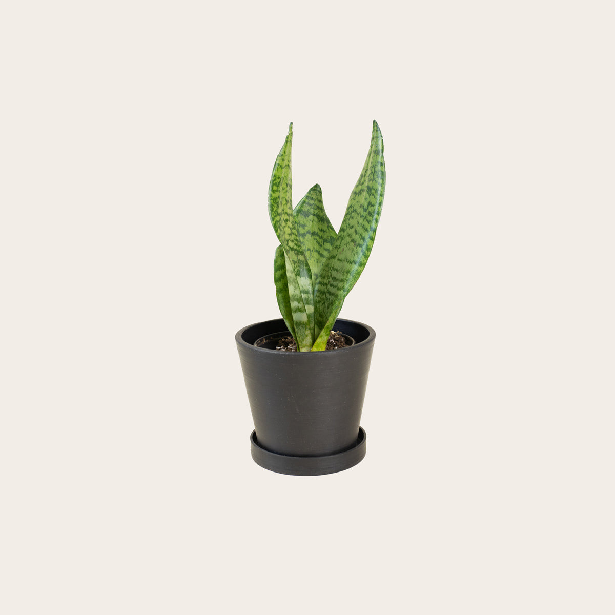 Load image into Gallery viewer, Snake Plant Zeylanica - Small (midnight)
