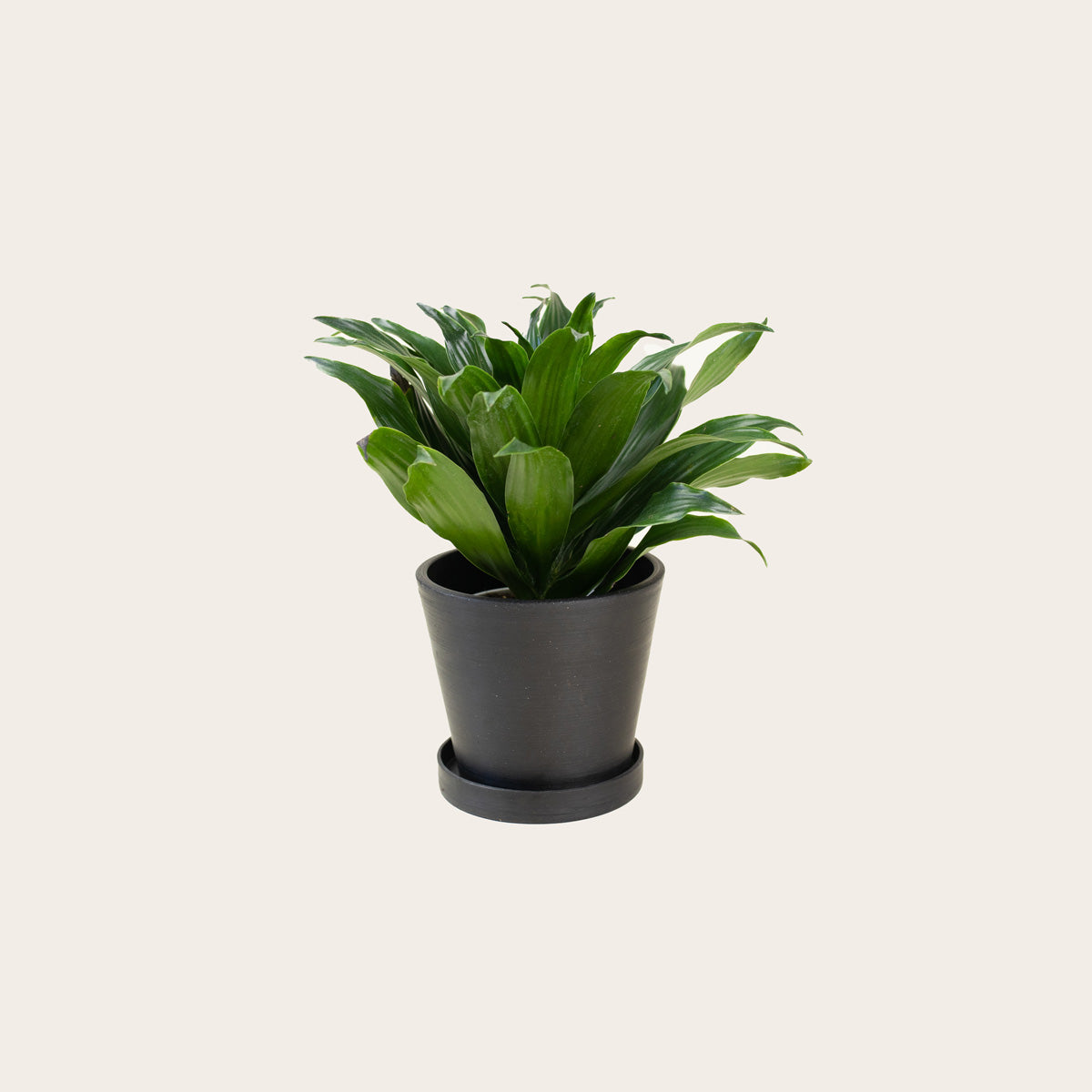 Load image into Gallery viewer, Dracaena Compacta - Small (midnight)