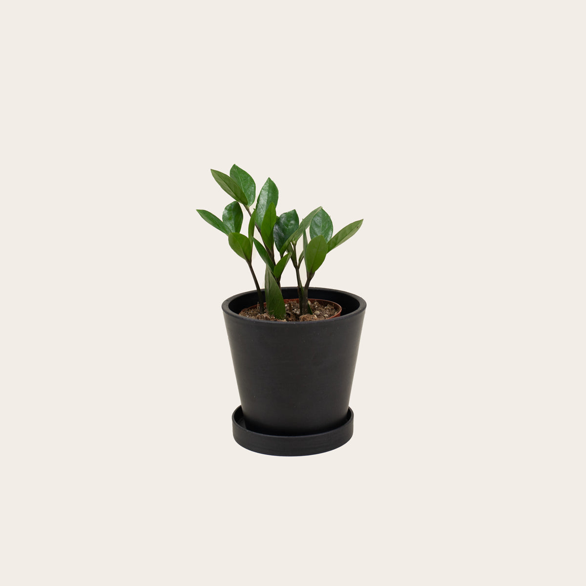 Load image into Gallery viewer, ZZ Plant - Small (midnight)
