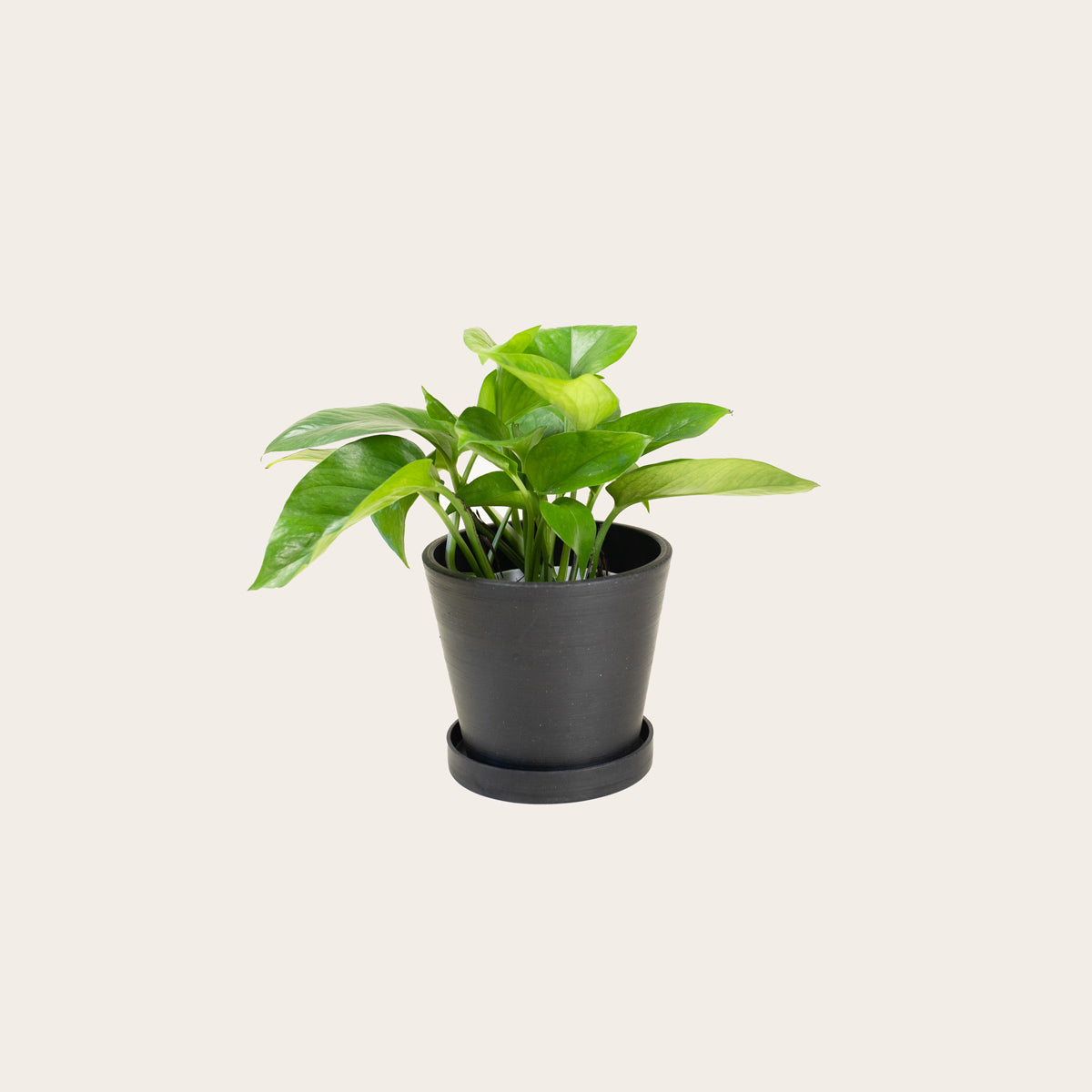 Load image into Gallery viewer, Pothos Green Queen - Small (midnight)