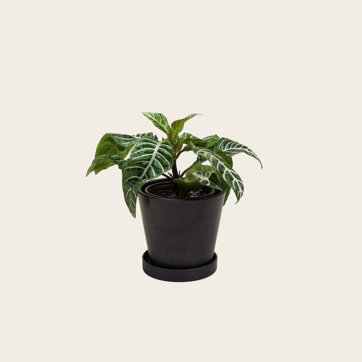 Load image into Gallery viewer, Aphelandra Zebra - Small (midnight)