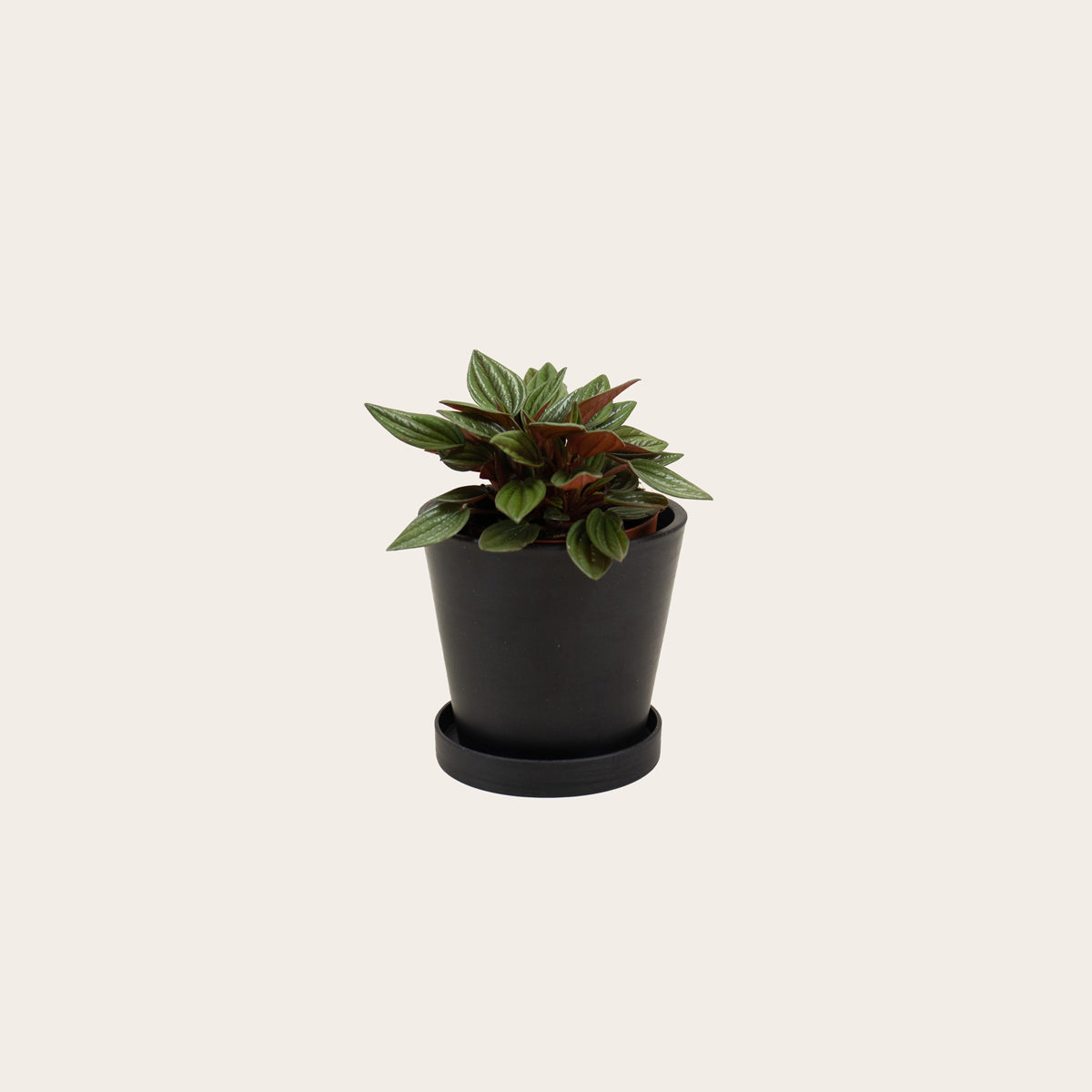 Load image into Gallery viewer, Peperomia Rosso - Small (midnight)