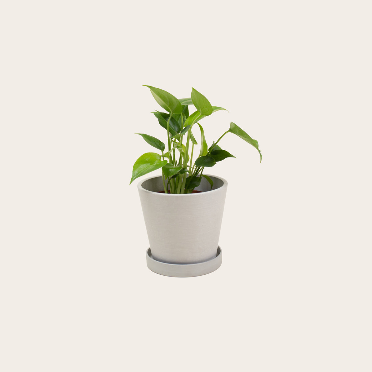Load image into Gallery viewer, Monstera Deliciosa - Small (chalk)