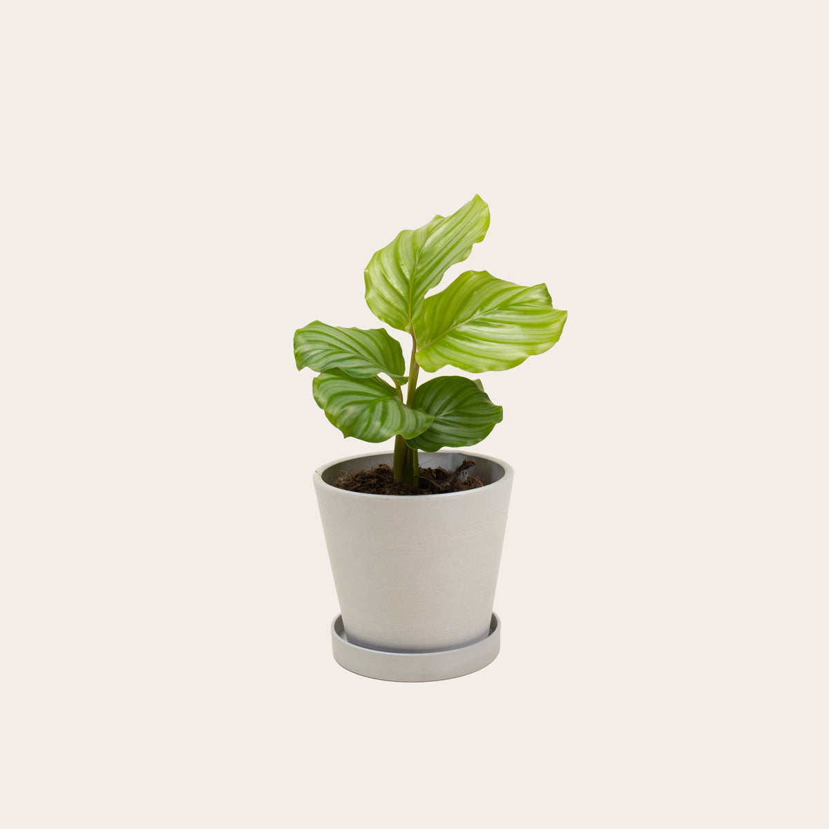 Load image into Gallery viewer, Calathea Orbifolia - Small (chalk)