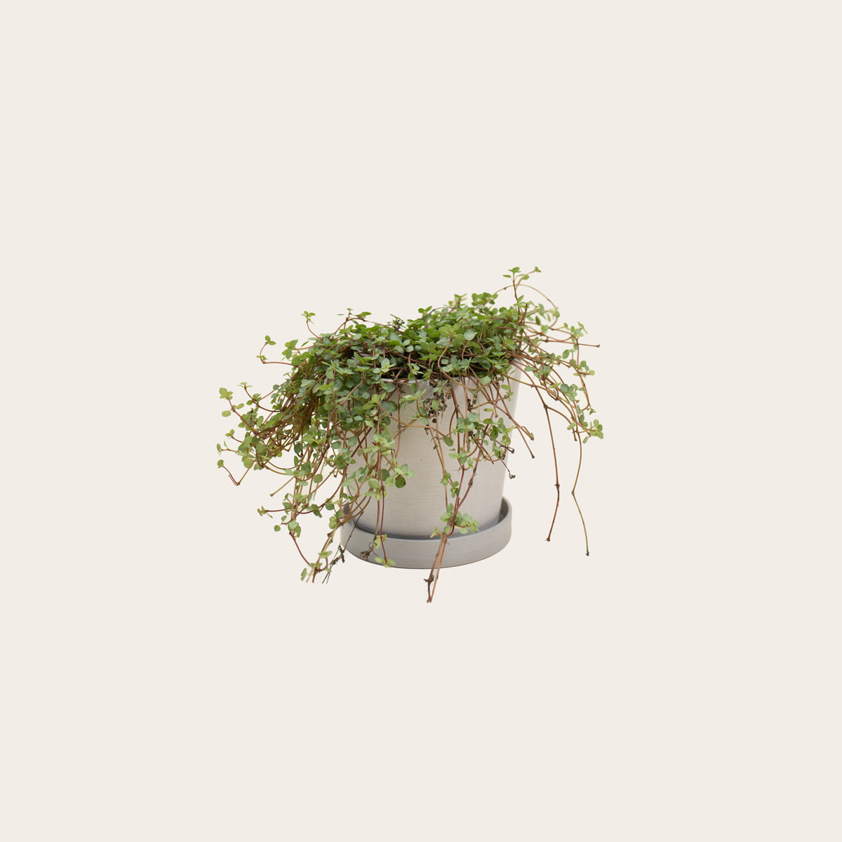 Load image into Gallery viewer, Pilea Silver Sparkle - Small (chalk)