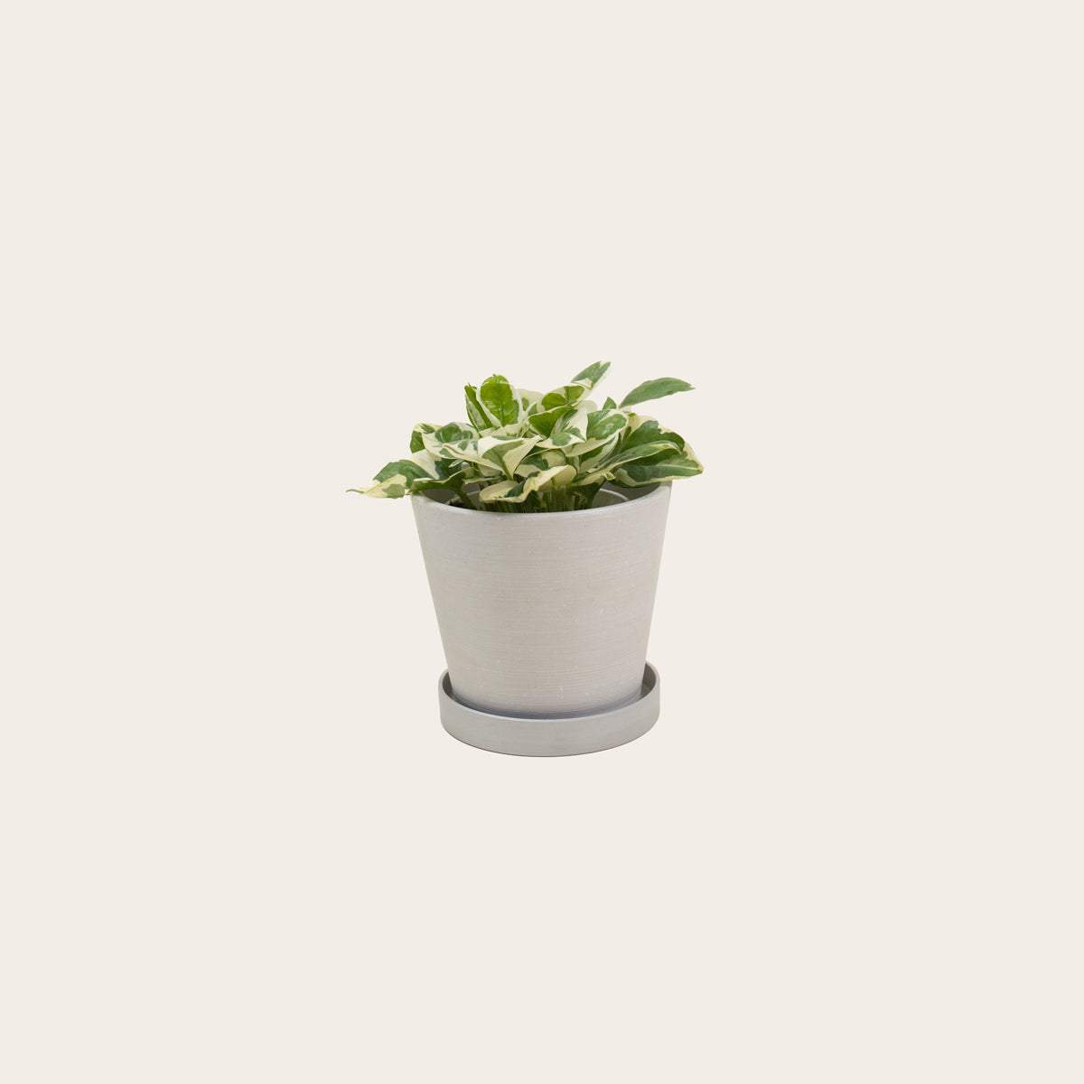 Load image into Gallery viewer, Pothos Njoy - Small (chalk)