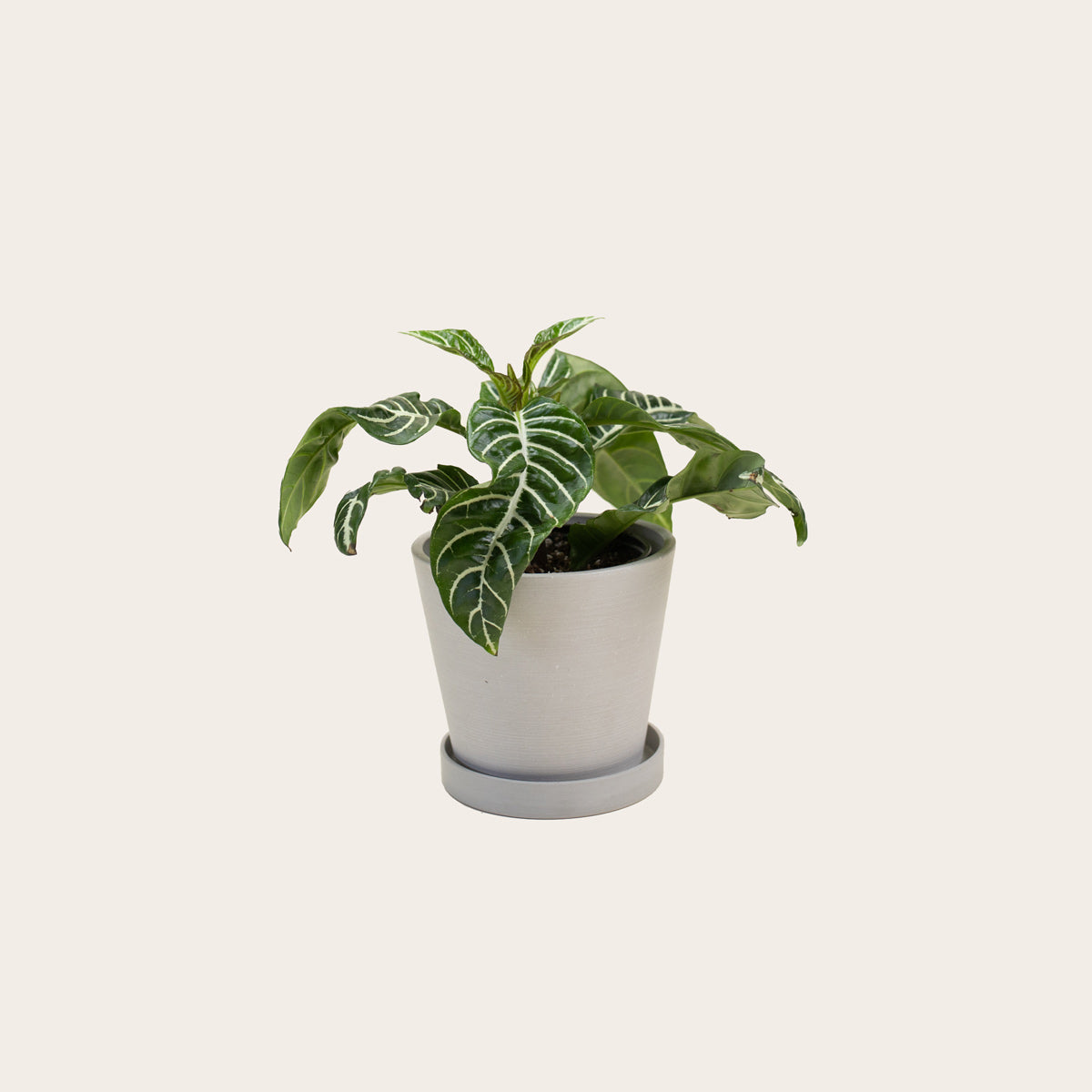 Load image into Gallery viewer, Aphelandra Zebra - Small (chalk)