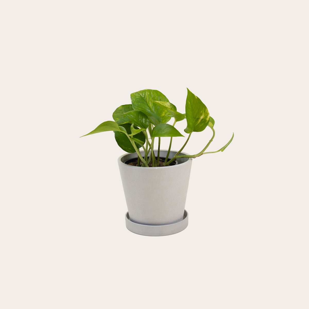 Load image into Gallery viewer, Pothos Golden - Small (chalk)