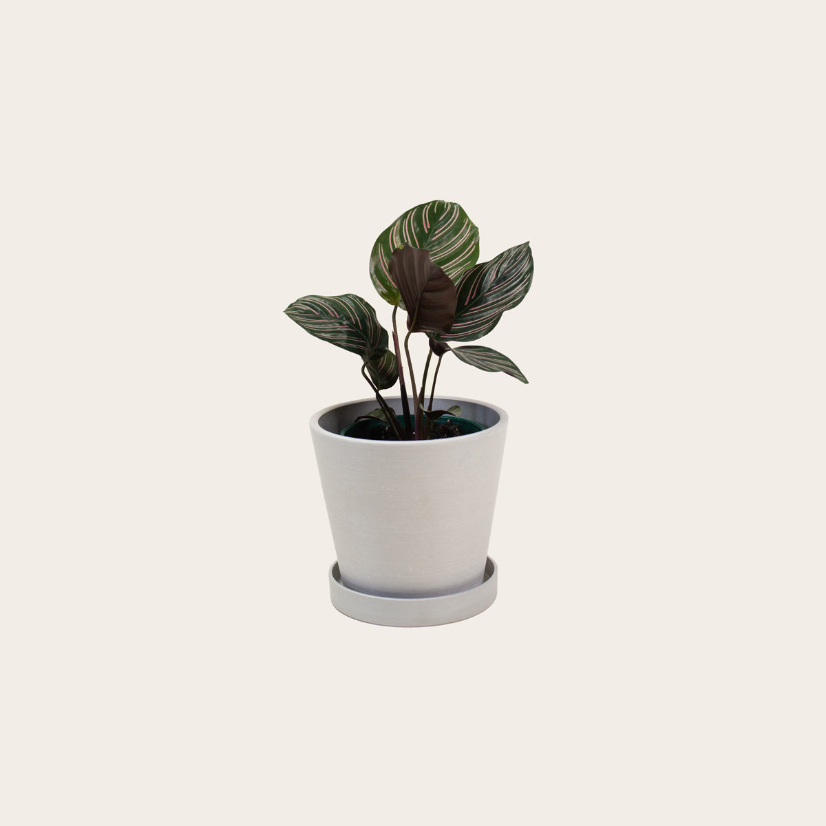 Load image into Gallery viewer, Calathea Ornata - Small (chalk)