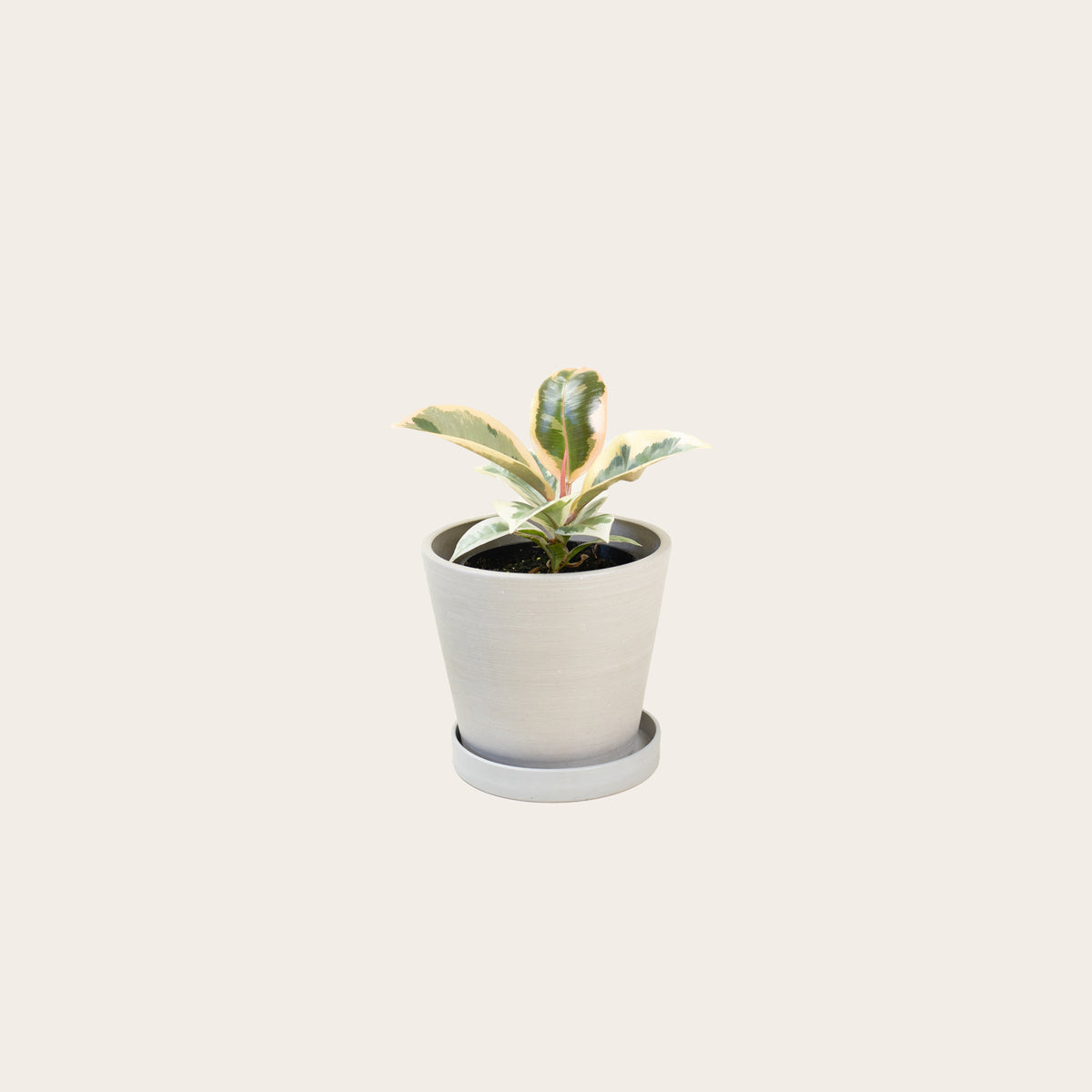 Load image into Gallery viewer, Rubber Plant Tineke - Small (chalk)