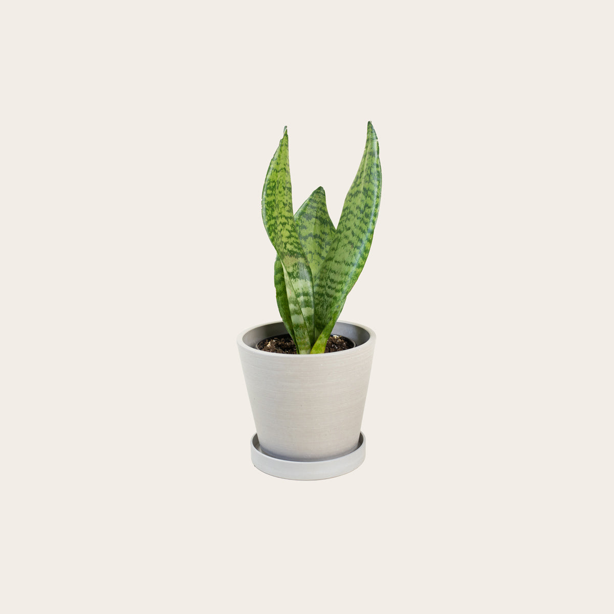 Load image into Gallery viewer, Snake Plant Zeylanica - Small (chalk)
