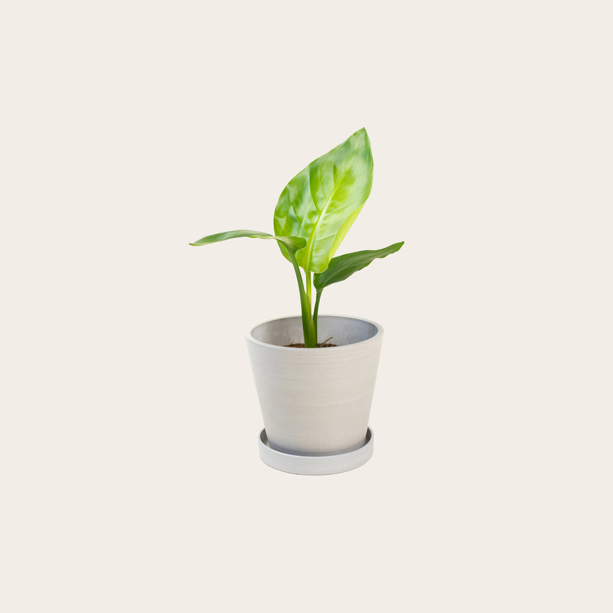 Load image into Gallery viewer, Bird of Paradise - Small (chalk)