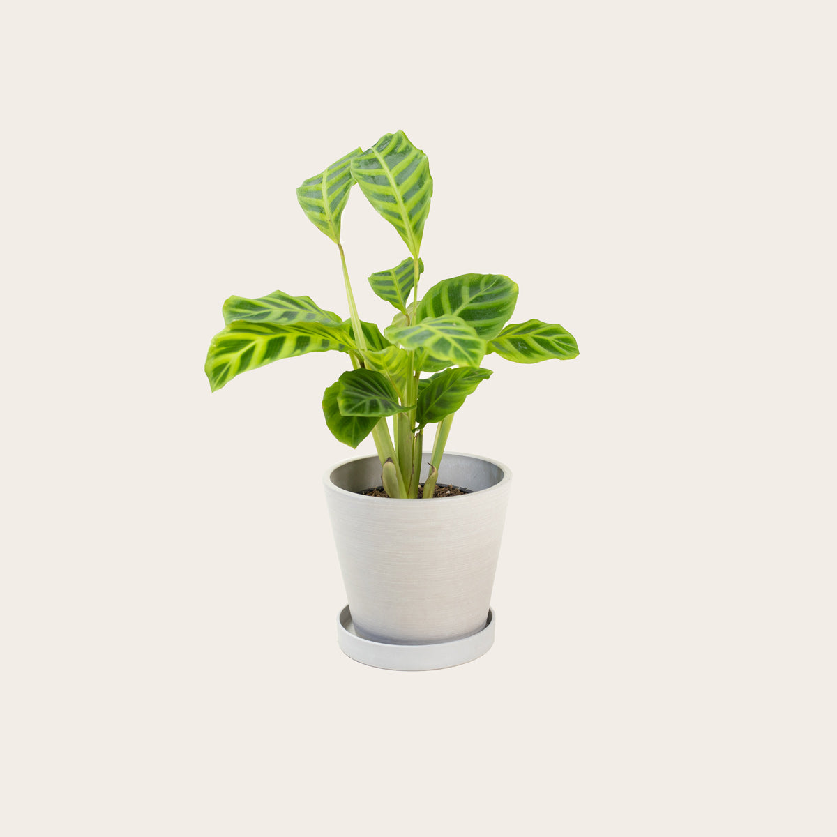 Load image into Gallery viewer, Calathea Zebrina - Small (chalk)