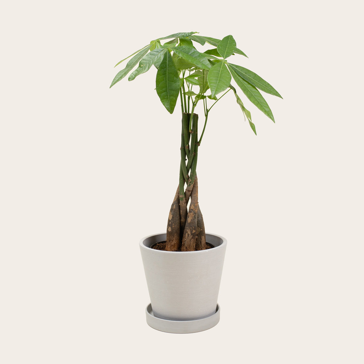 Load image into Gallery viewer, Pachira Aquatica - Small (chalk)