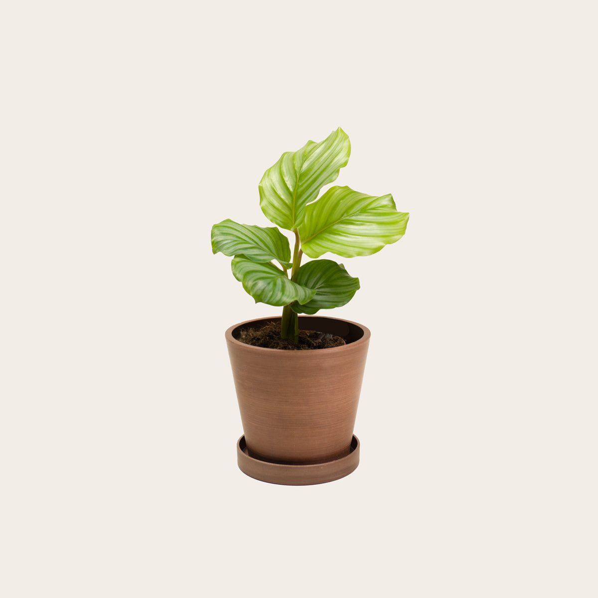 Load image into Gallery viewer, Calathea Orbifolia - Small (coffee)