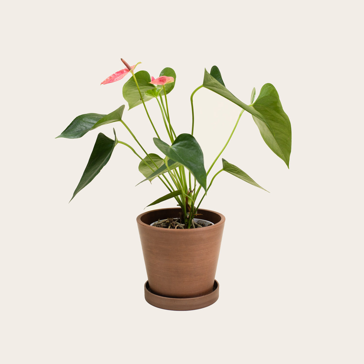 Load image into Gallery viewer, Anthurium - Small (coffee)