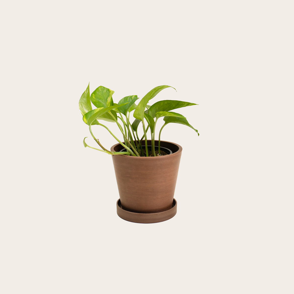 Load image into Gallery viewer, Pothos Golden - Small (coffee)