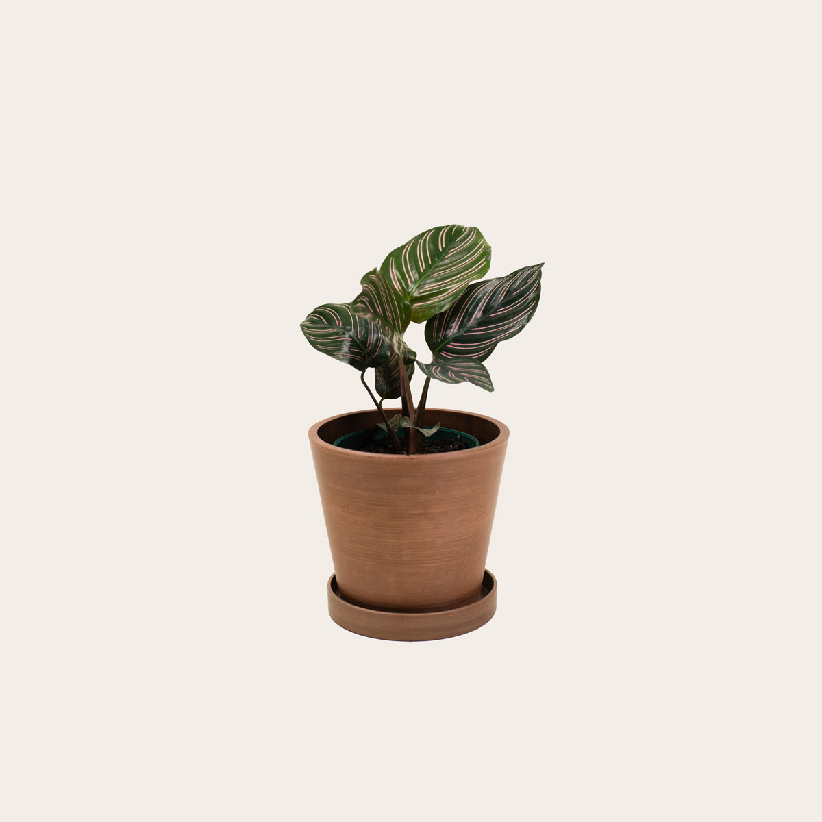 Load image into Gallery viewer, Calathea Ornata - Small (coffee)