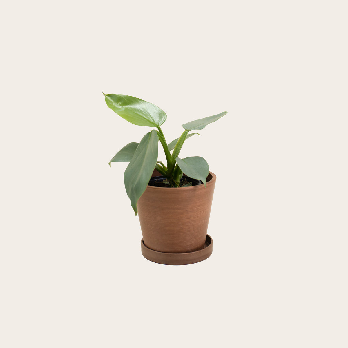 Load image into Gallery viewer, Philodendron Silver Sword - Small (coffee)
