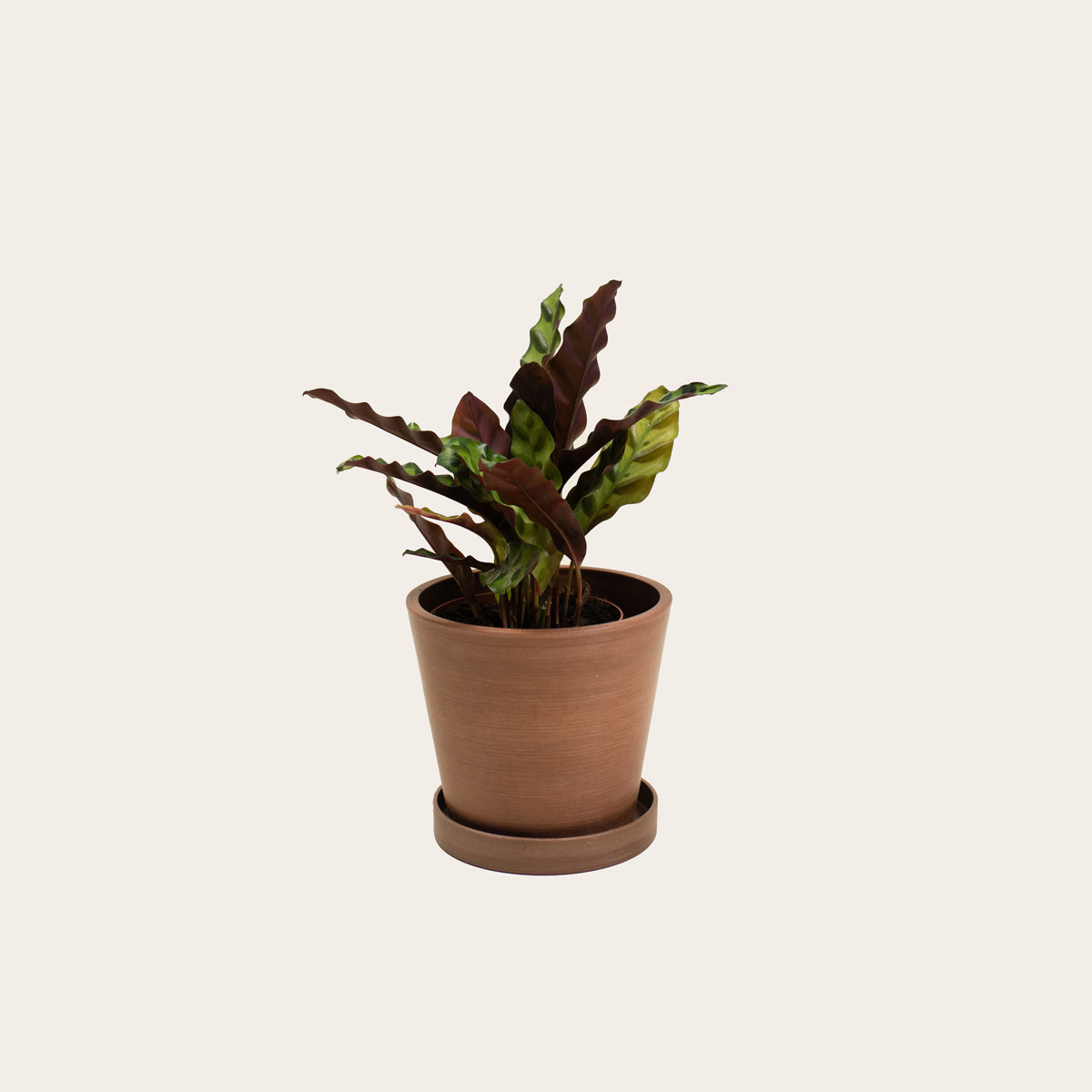 Load image into Gallery viewer, Calathea Lancifolia - Small (coffee)