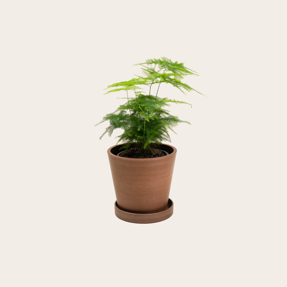 Load image into Gallery viewer, Asparagus Fern Plumosa - Small (coffee)