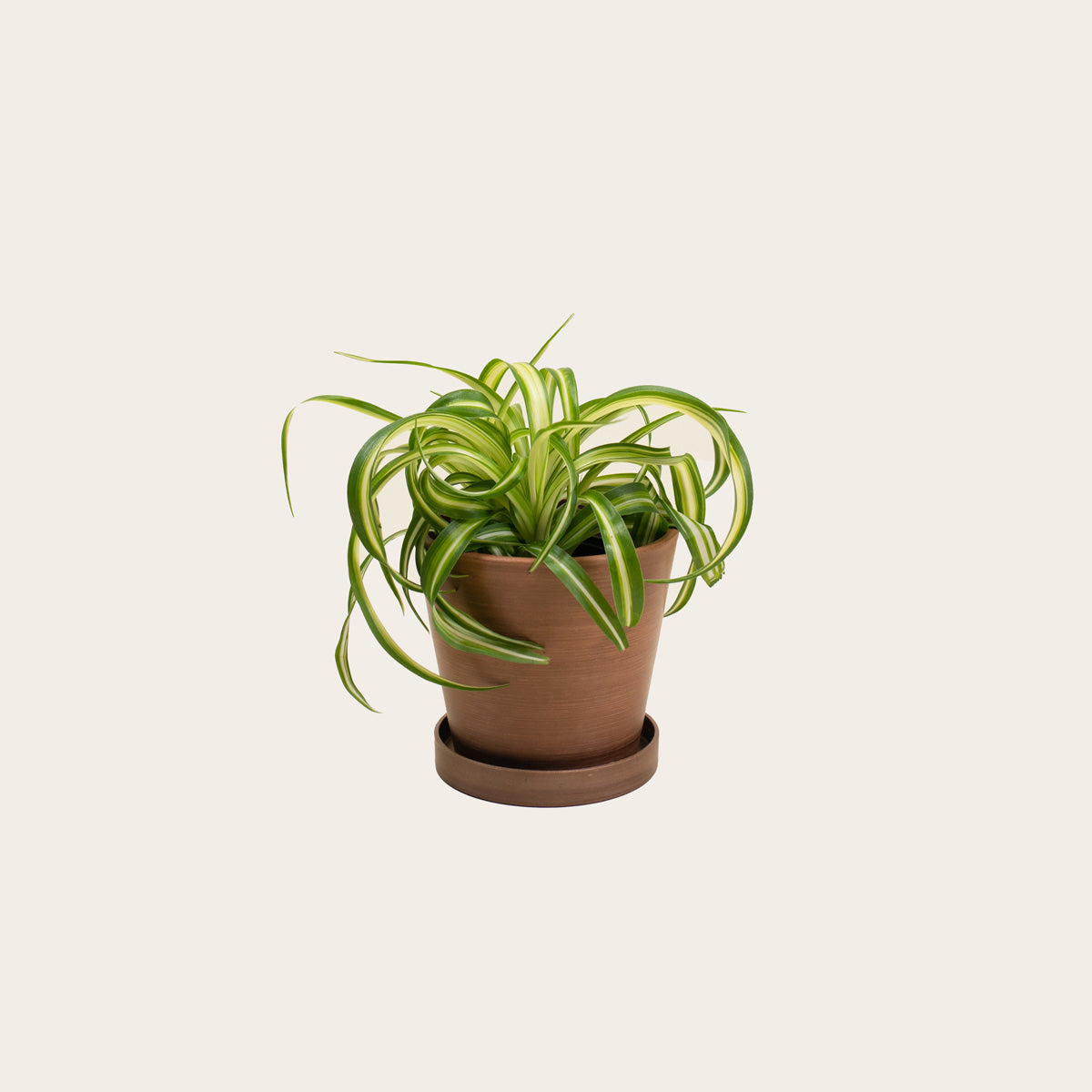 Load image into Gallery viewer, Spider Plant 'Bonnie' - Small (coffee)