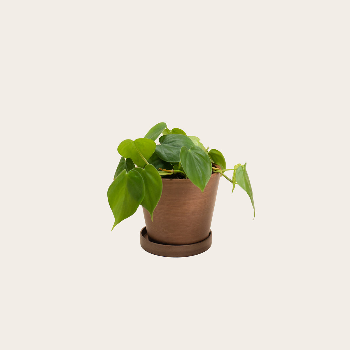 Load image into Gallery viewer, Heart Leaf Philodendron - Small (coffee)