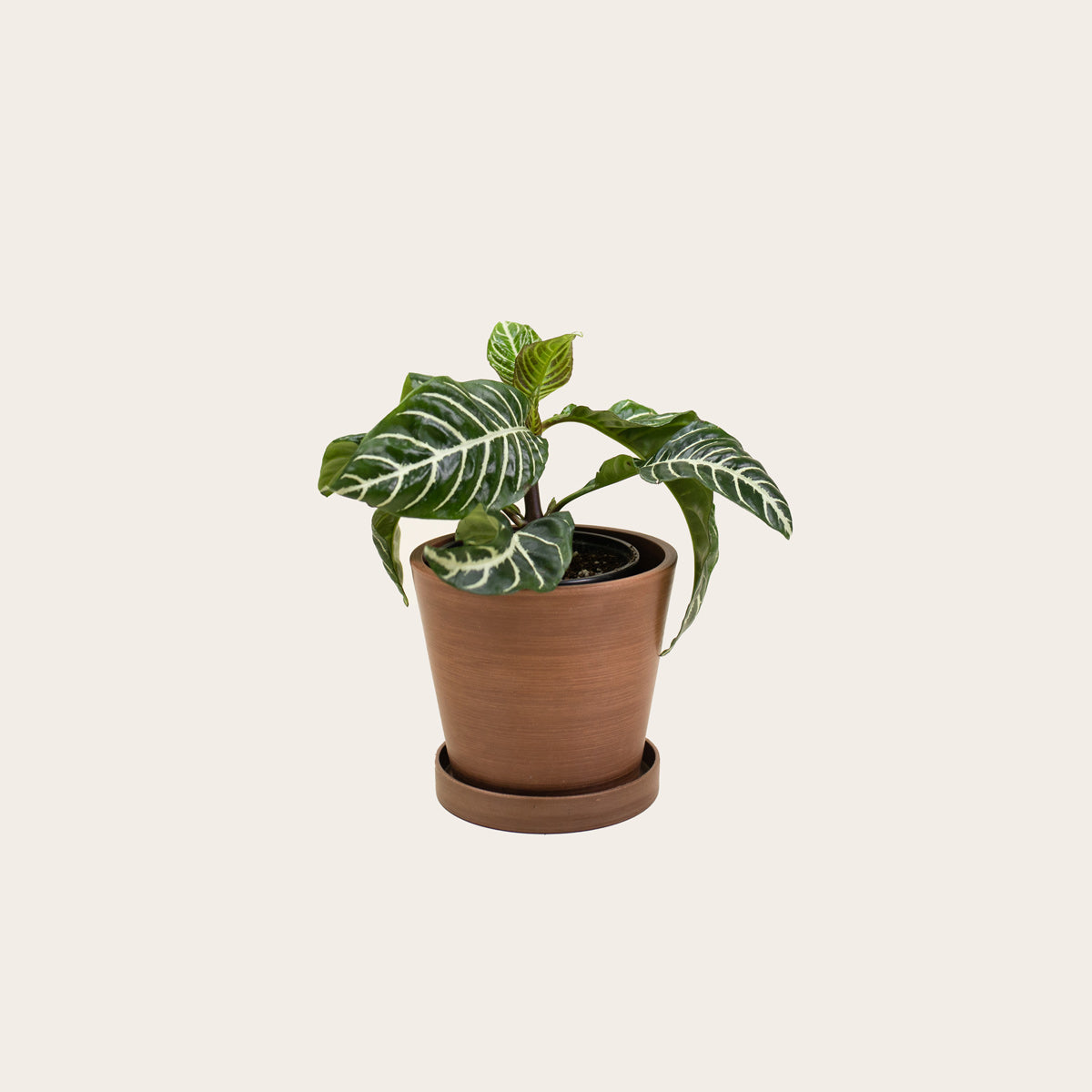 Load image into Gallery viewer, Aphelandra Zebra - Small (coffee)