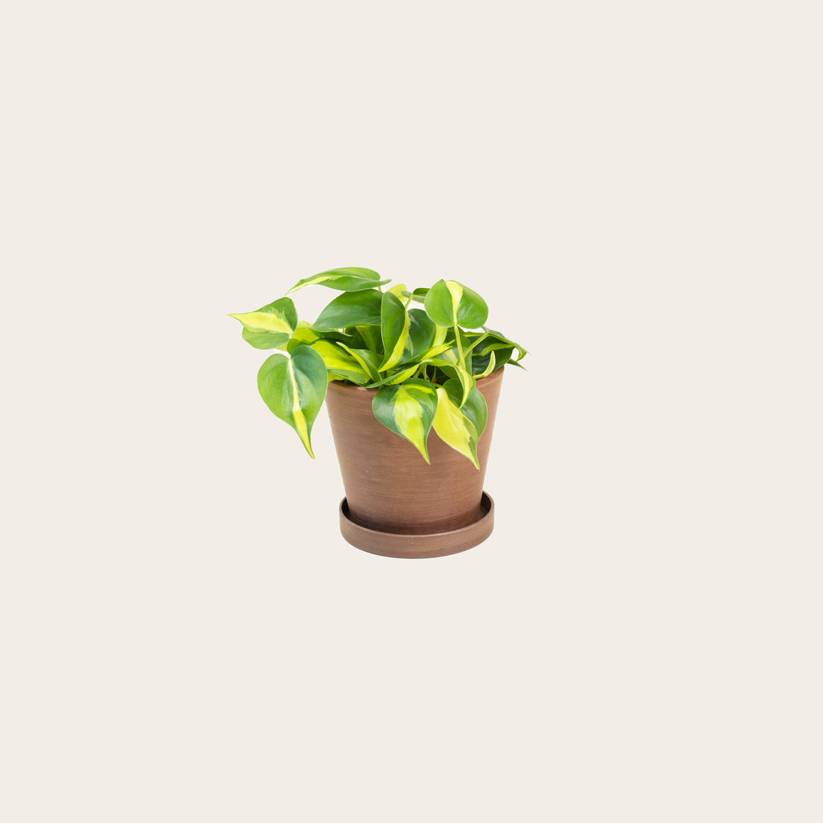 Load image into Gallery viewer, Philodendron Brasil - Small (coffee)