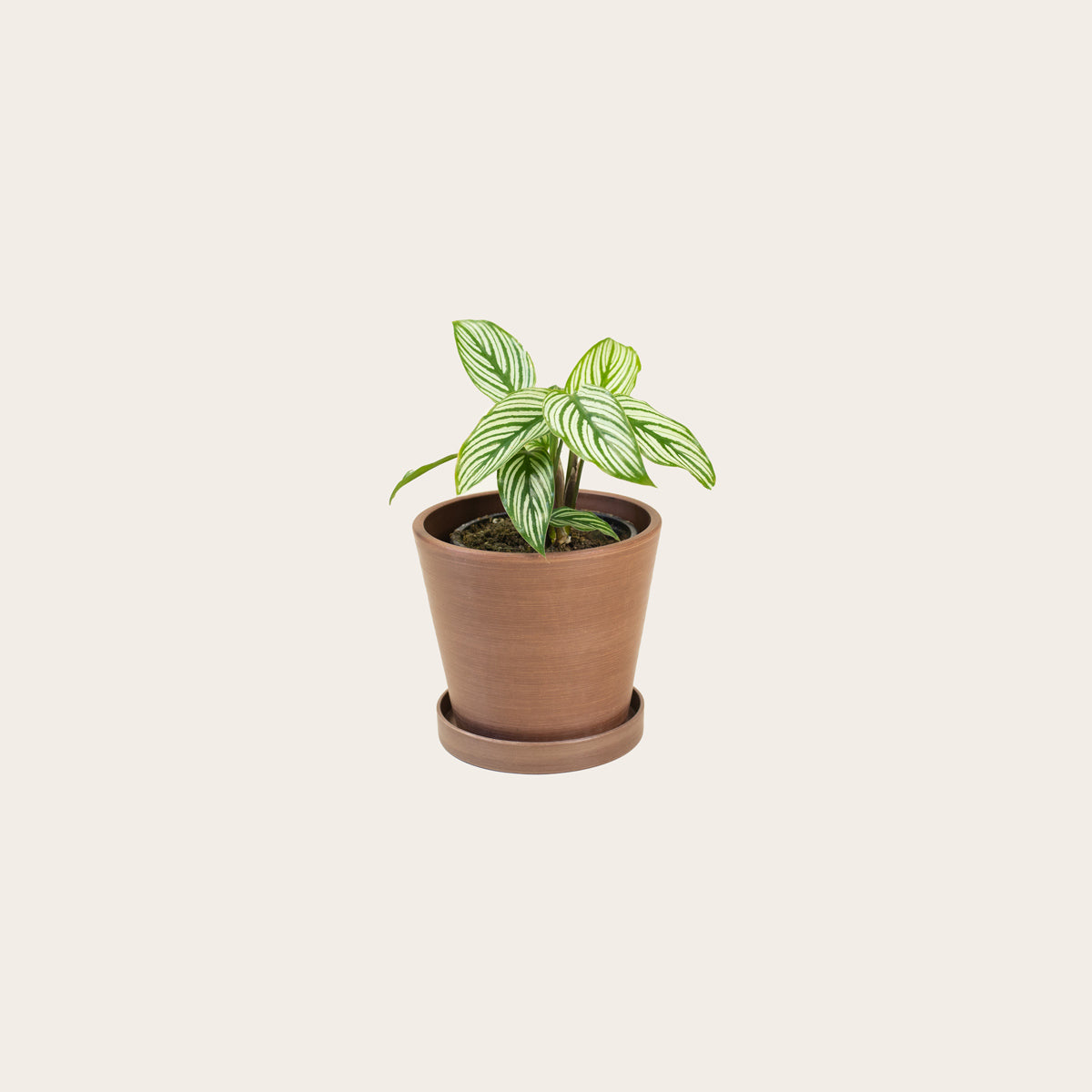 Load image into Gallery viewer, Calathea Vittata - Small (coffee)