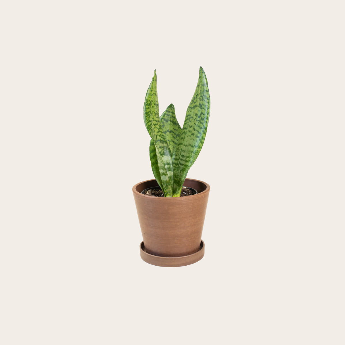 Load image into Gallery viewer, Snake Plant Zeylanica - Small (coffee)