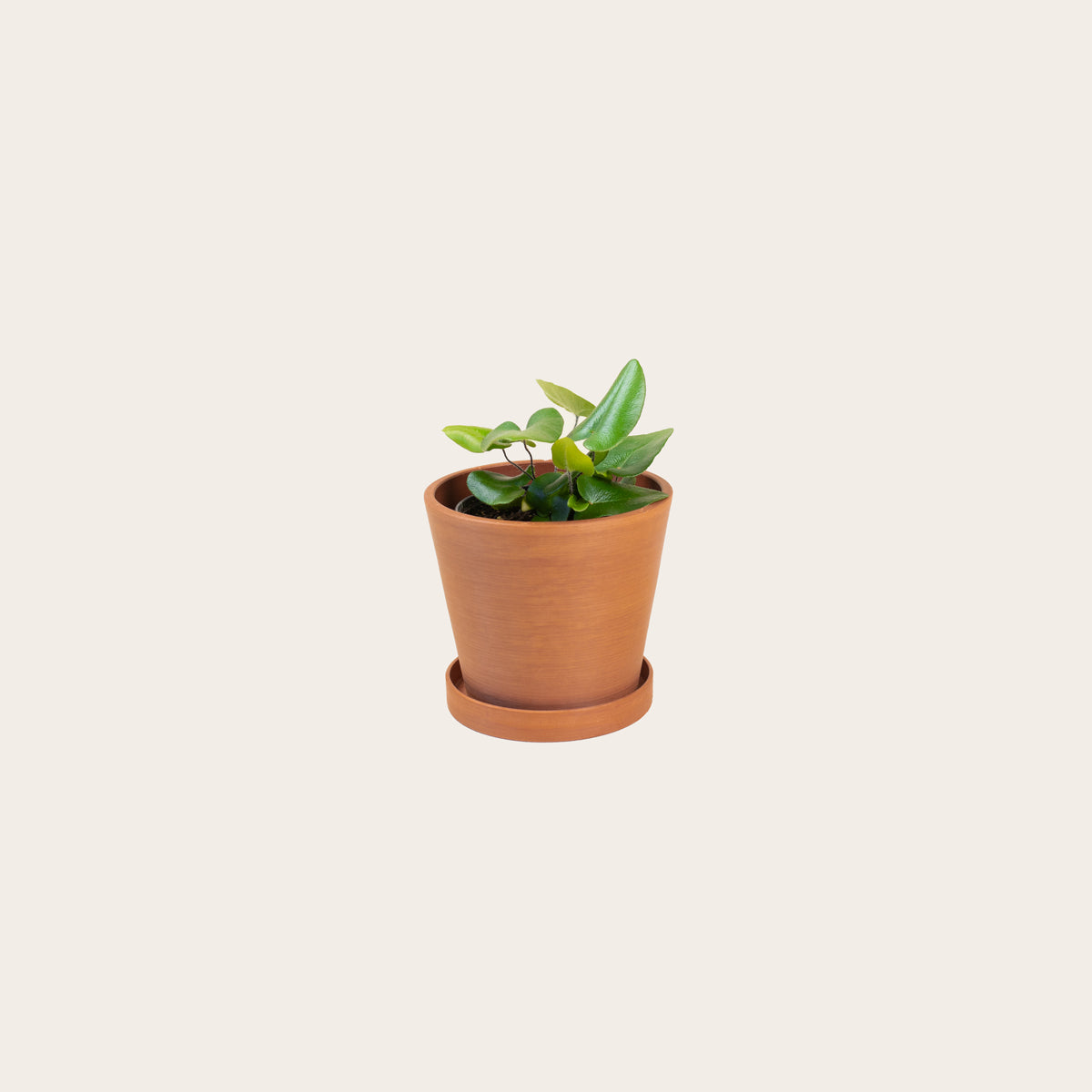 Load image into Gallery viewer, Heart Fern - Small (terracotta)