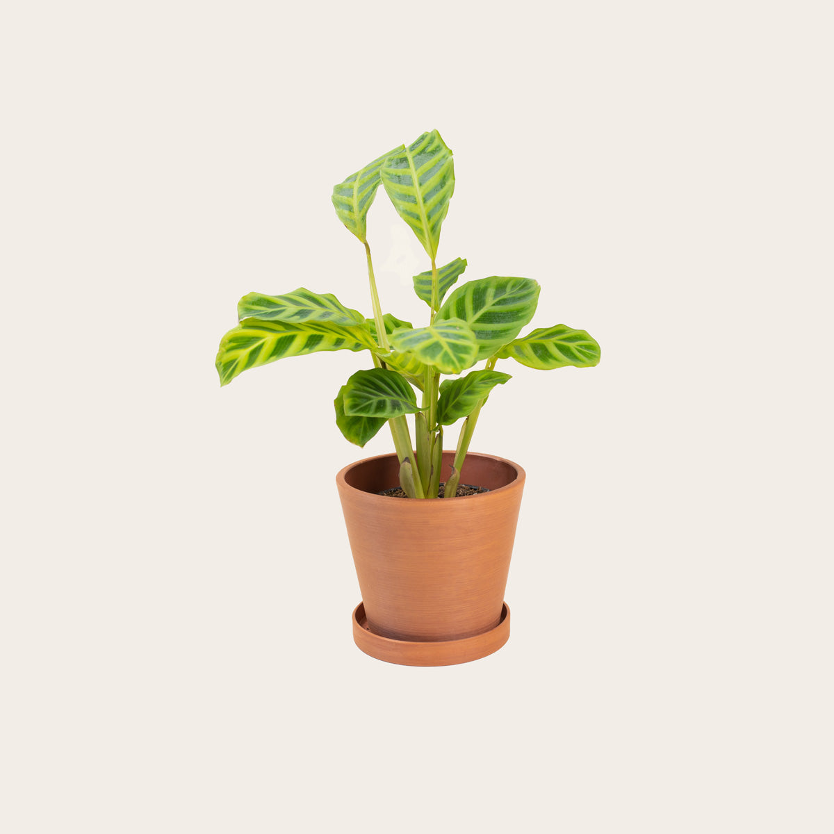 Load image into Gallery viewer, Calathea Zebrina - Small (terracotta)