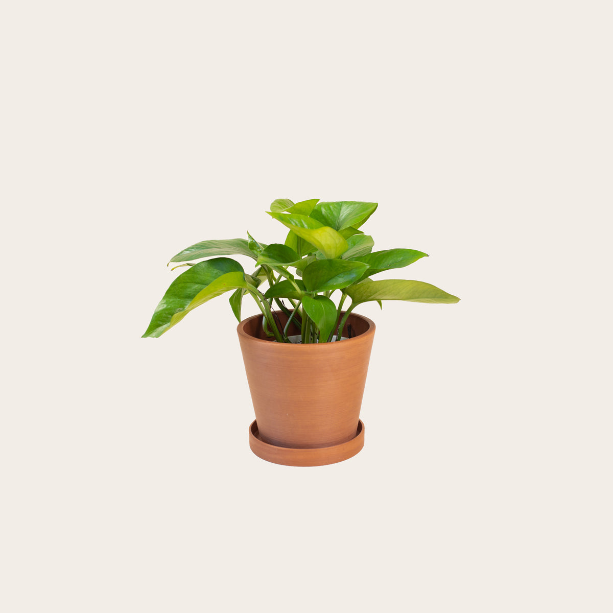 Load image into Gallery viewer, Pothos Green Queen - Small (terracotta)