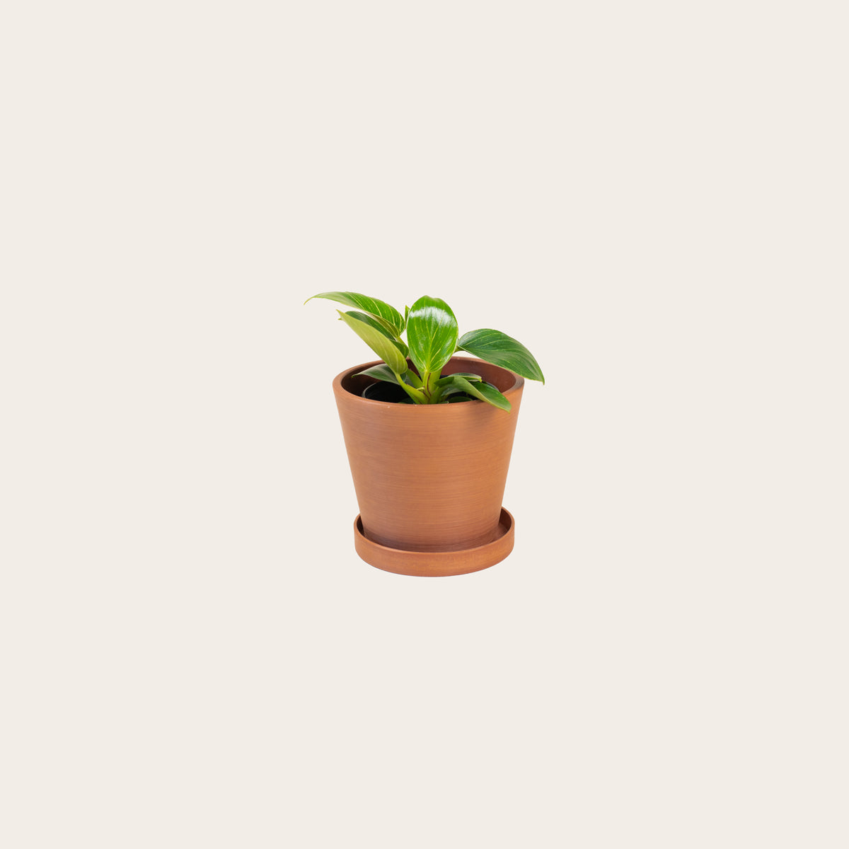 Load image into Gallery viewer, Philodendron Birkin - Small (terracotta)