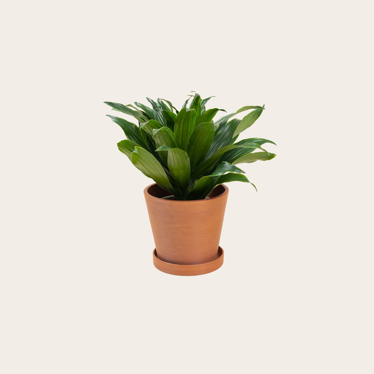 dracaena compacta soil Dracaena Compacta – Babygreens