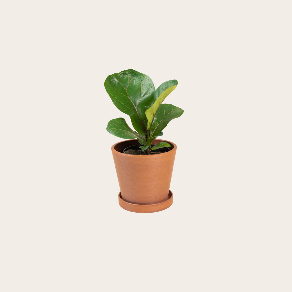 Load image into Gallery viewer, Fiddle Leaf Fig - Small (terracotta)