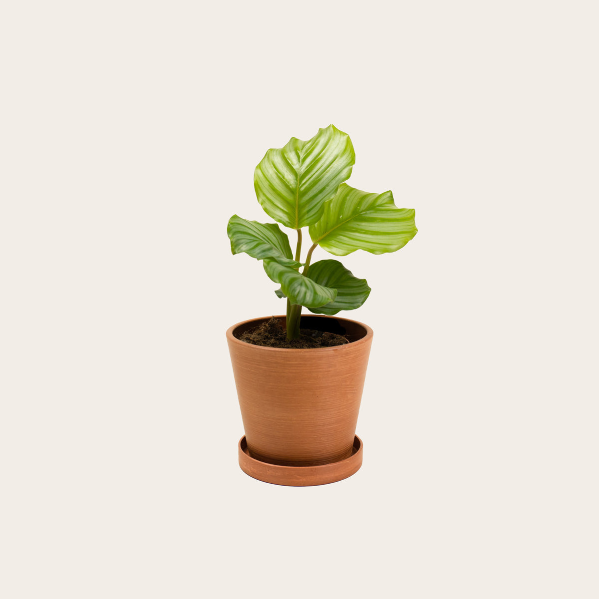 Load image into Gallery viewer, Calathea Orbifolia - Small (terracotta)