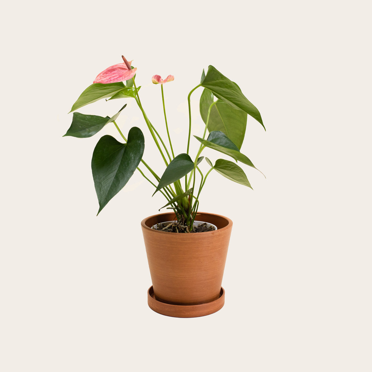 anthurium in terracotta Anthurium