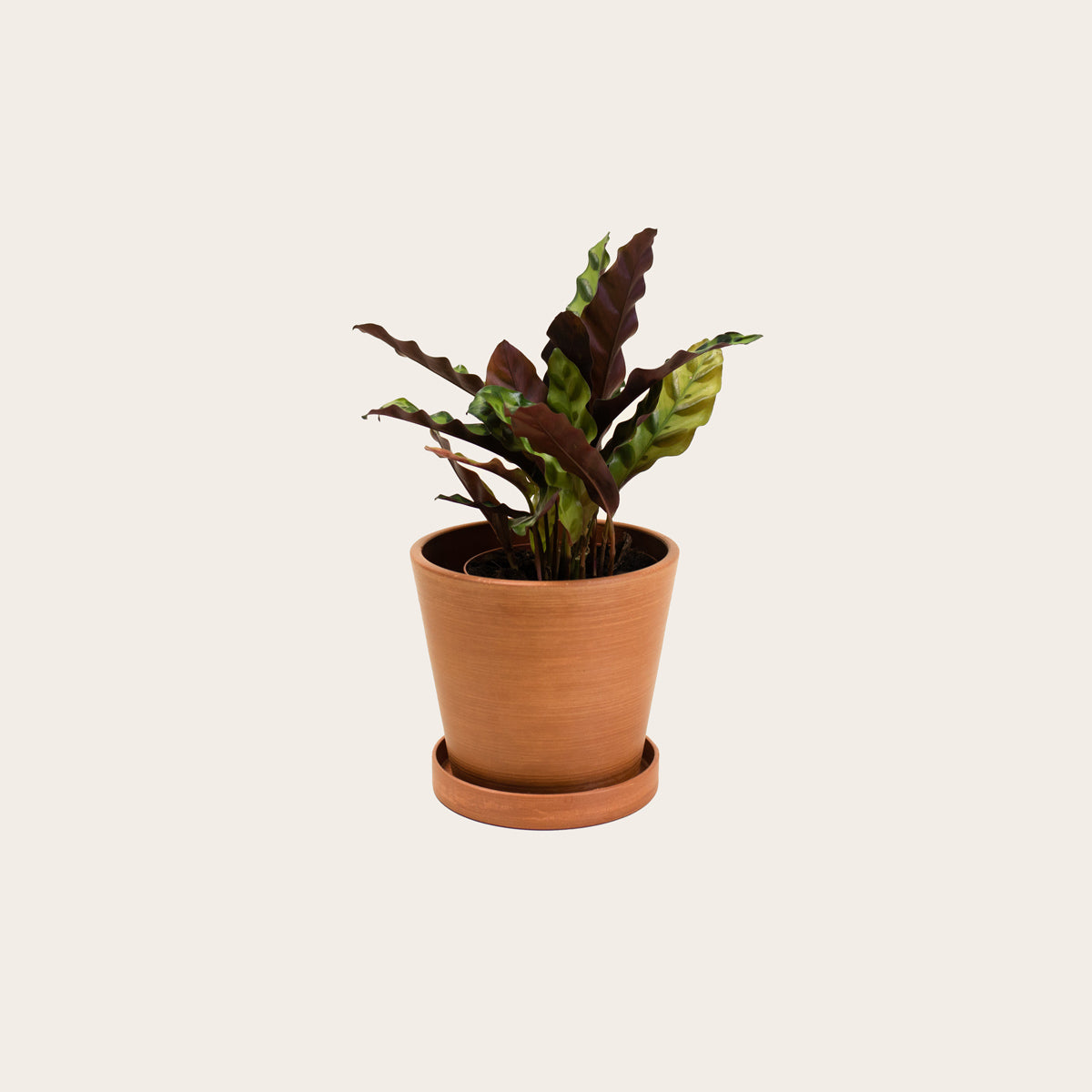 Load image into Gallery viewer, Calathea Lancifolia - Small (terracotta)
