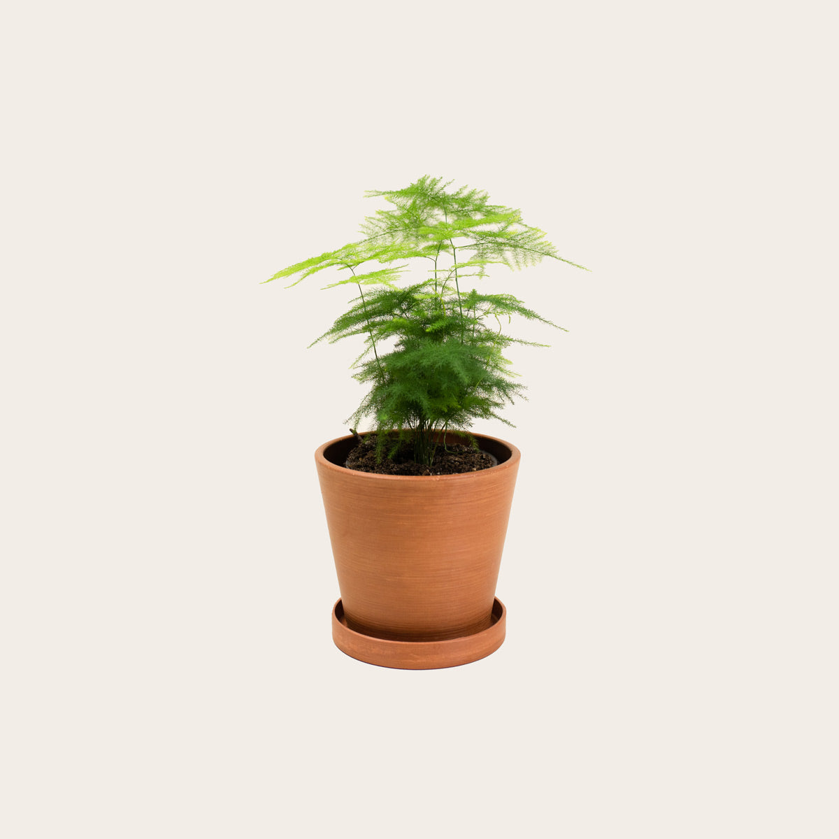 Load image into Gallery viewer, Asparagus Fern Plumosa - Small (terracotta)