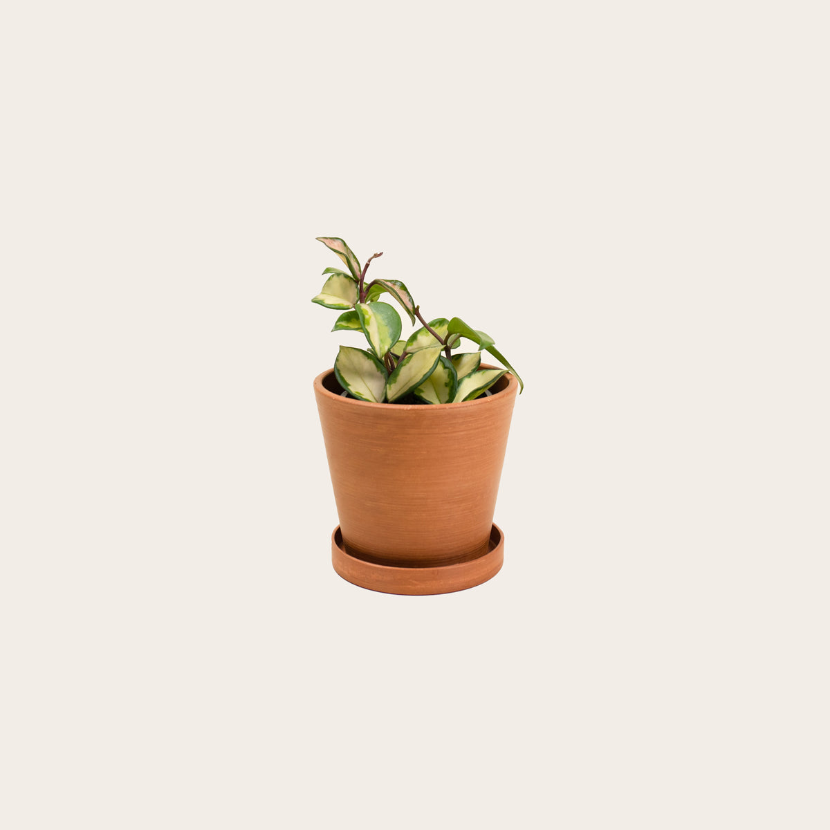 Load image into Gallery viewer, Hoya Carnosa Tricolor - Small (terracotta)