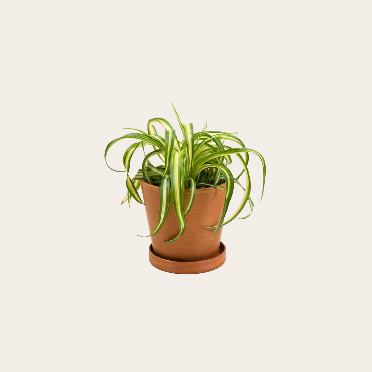 Load image into Gallery viewer, Spider Plant 'Bonnie' - Small (terracotta)
